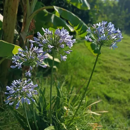 호텔 Mandalin Glamping *