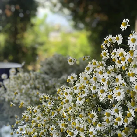 Mandalin Glamping 호텔 *