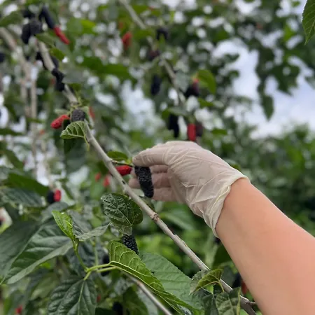 Mandalin Glamping * 셀주크