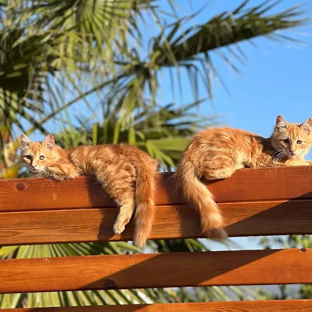 Ξενοδοχείο Mandalin Glamping *