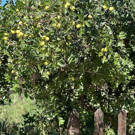 Ξενοδοχείο Mandalin Glamping