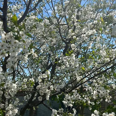 Ξενοδοχείο Mandalin Glamping